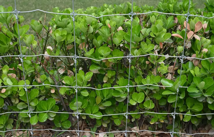 Top-Quality High Game Fence for Maximum Protection