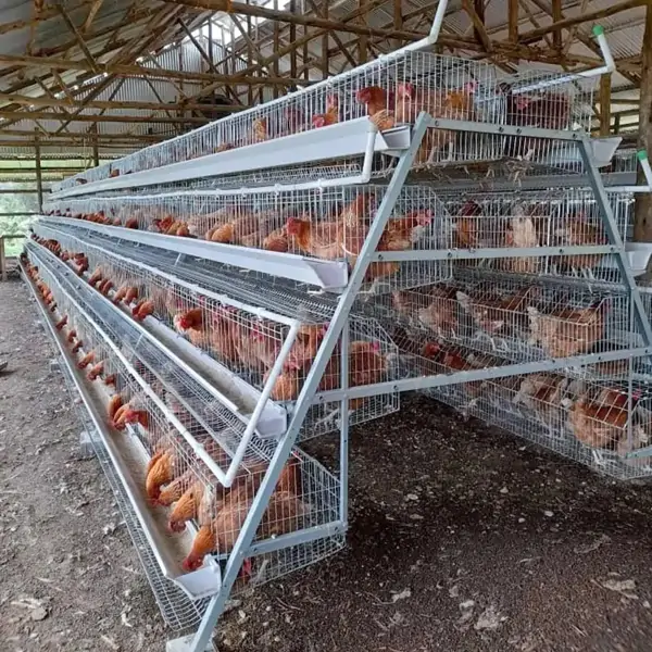 A frame chicken cage