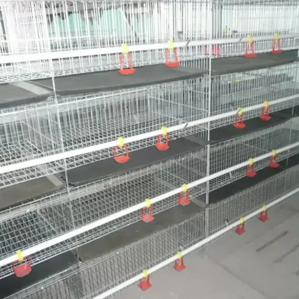 Broiler Chicken Cages