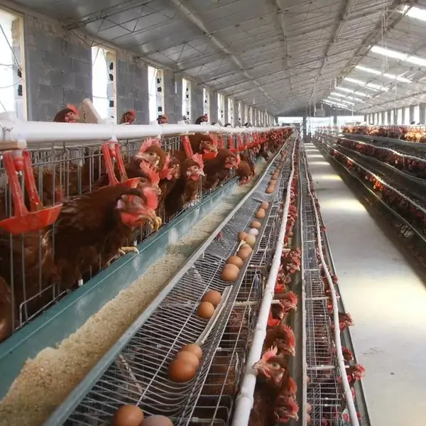 Layer Chicken Cages