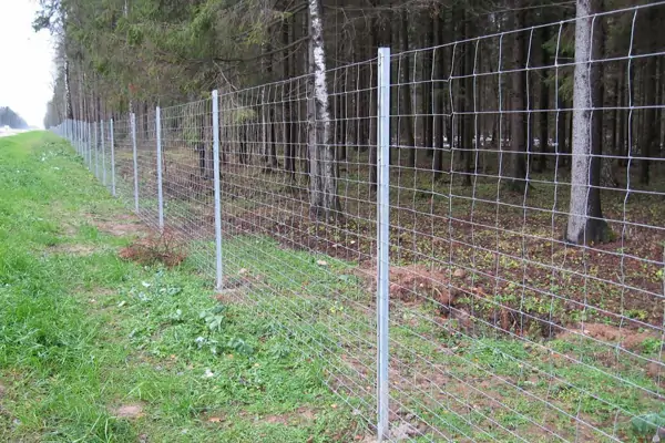 How to Keep Cattle from Going Through Fences 3