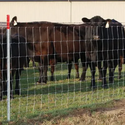 How to Keep Cattle from Going Through Fences