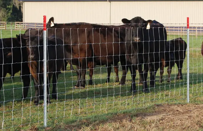 How to Keep Cattle from Going Through Fences